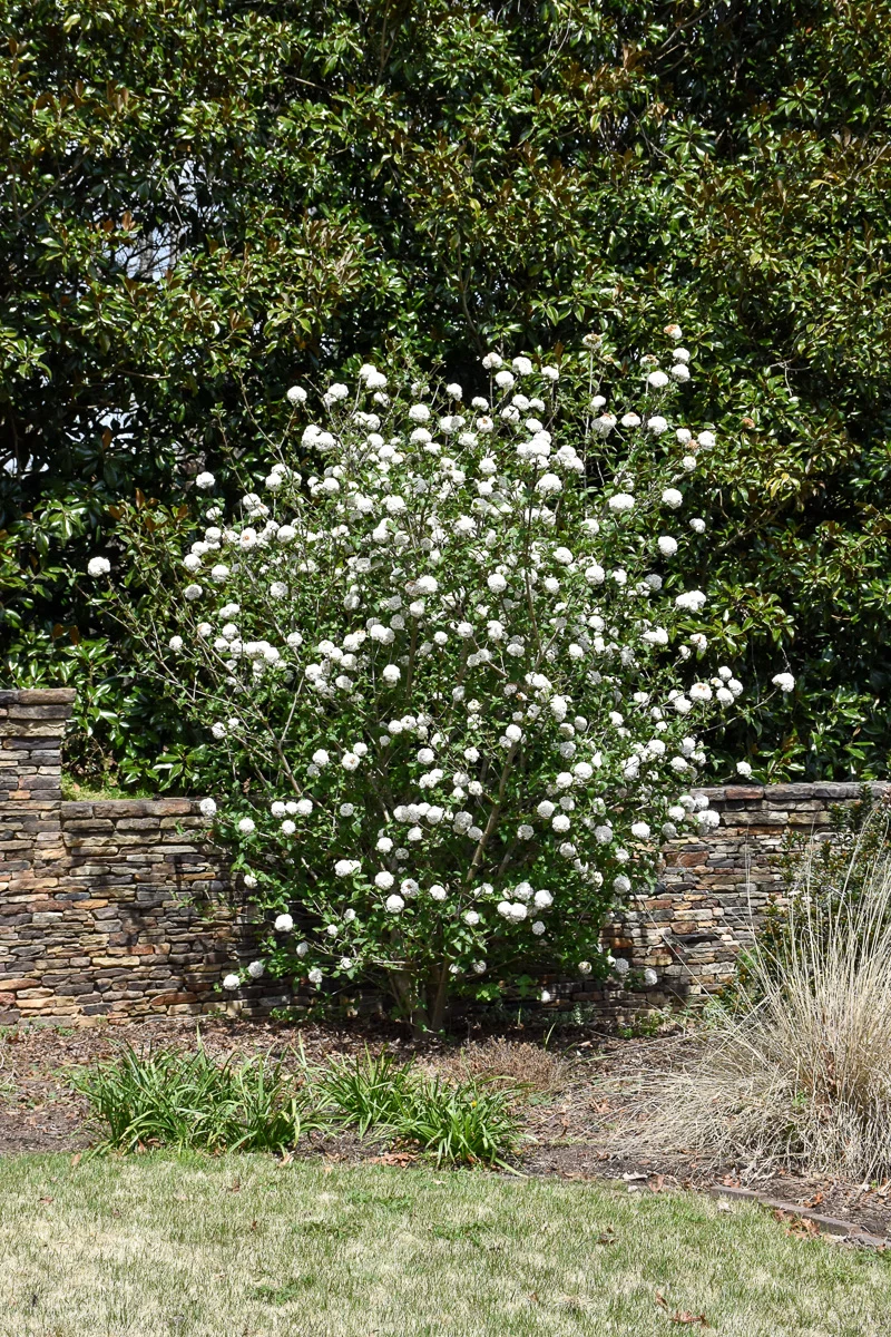 Viburnum, Burkwood P - Image 2