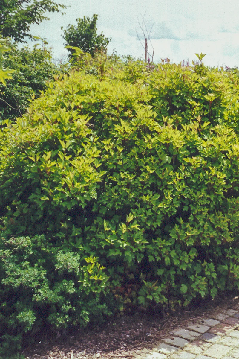 Viburnum, Cranberry Alfredo - Image 2