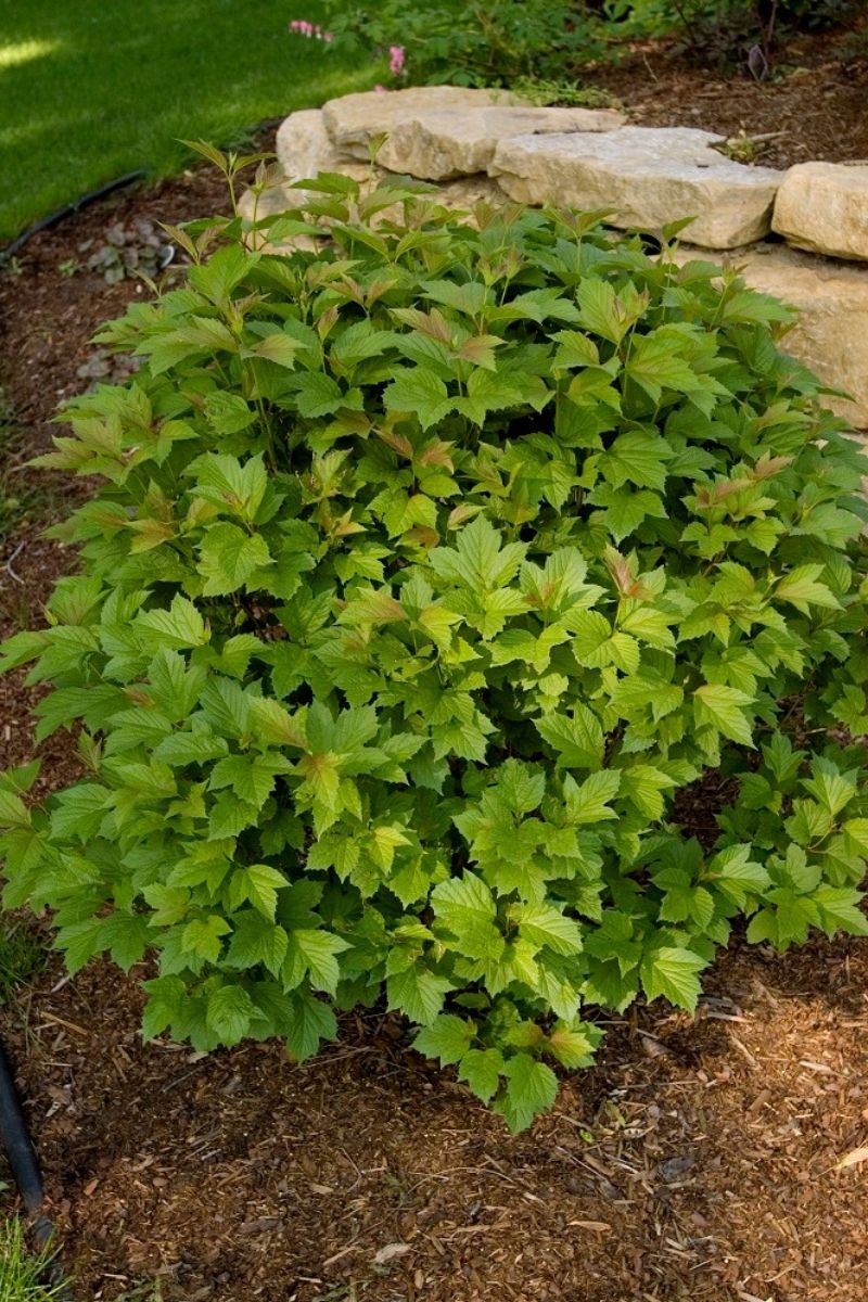 Viburnum, Cranberry Compact Baily