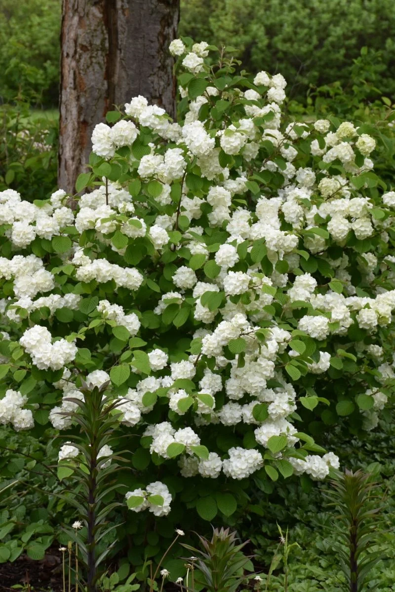 Viburnum, Doublefile Opening Day