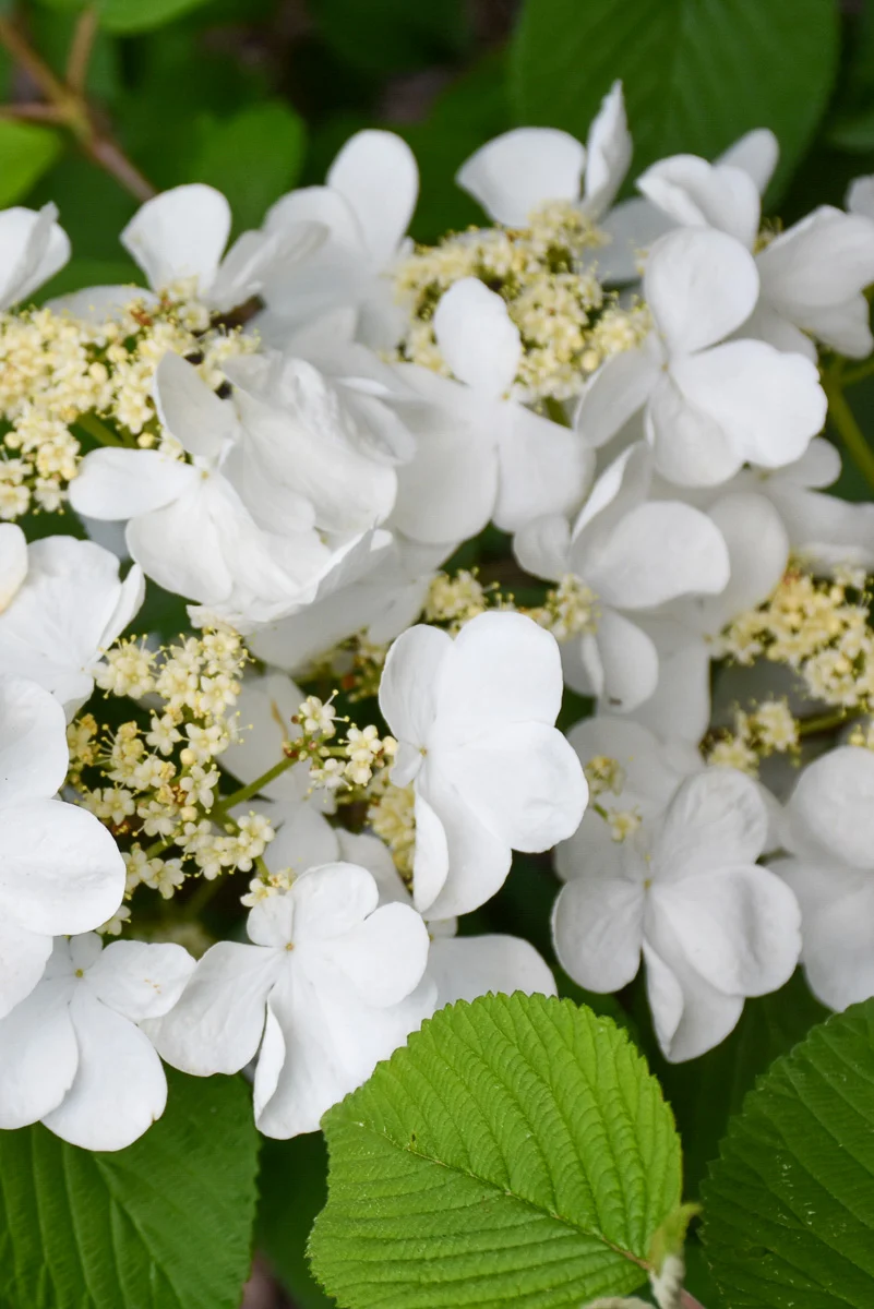 Viburnum, Doublefile Pink Beauty