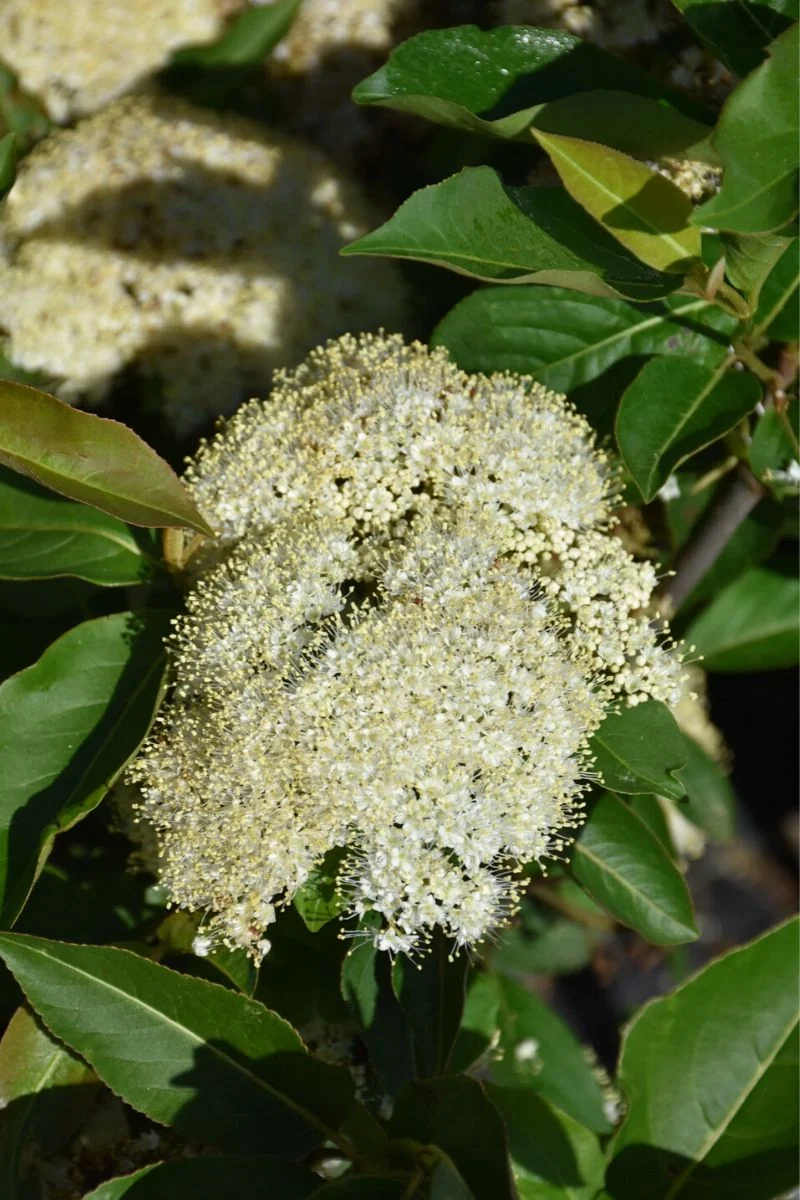 Viburnum, Dwarf Little Ditty