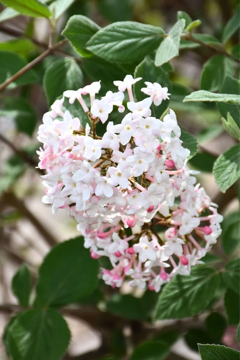 Viburnum, Judd - Image 2