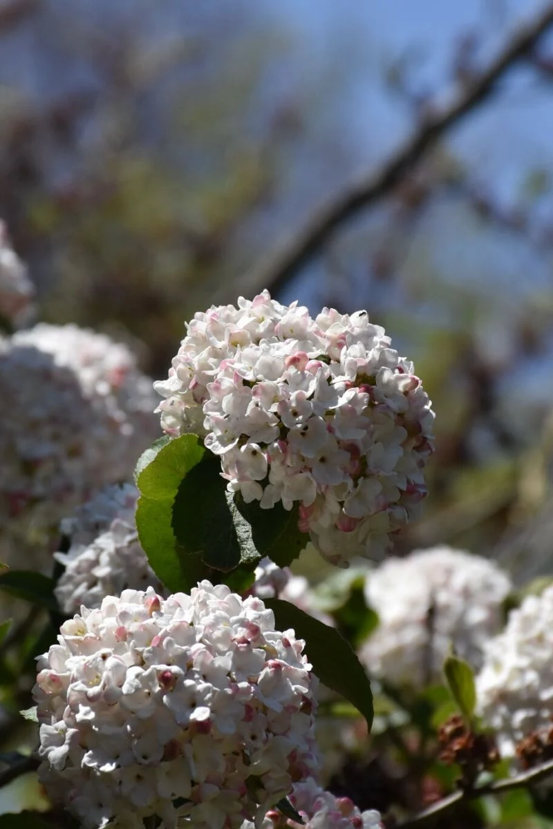 Viburnum, Koreanspice - Image 2