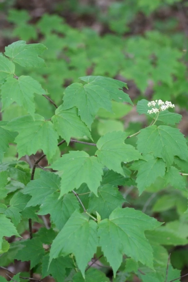 Viburnum, Mapleleaf