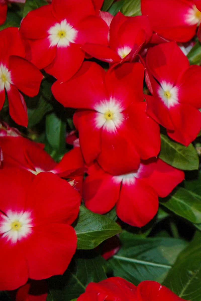 Vinca, XP Cherry Red Halo 606 Flat