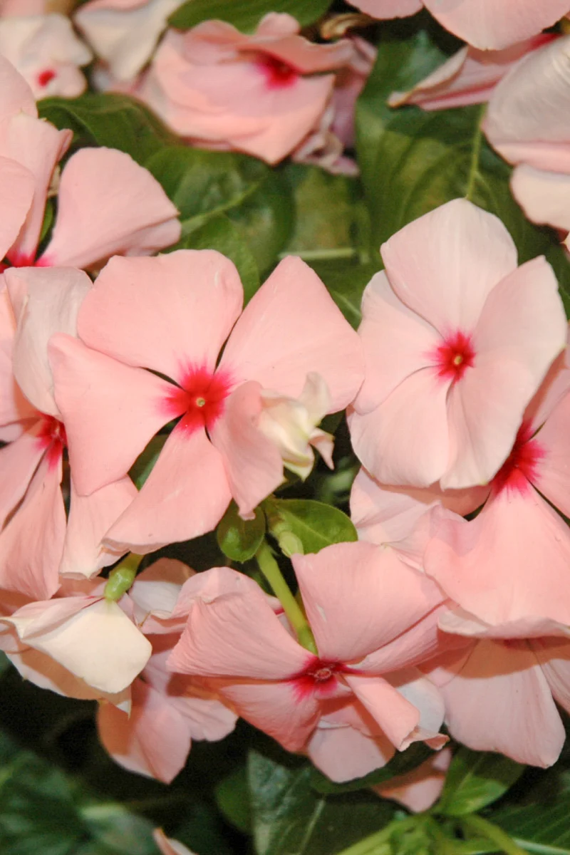 Vinca, Cora Apricot