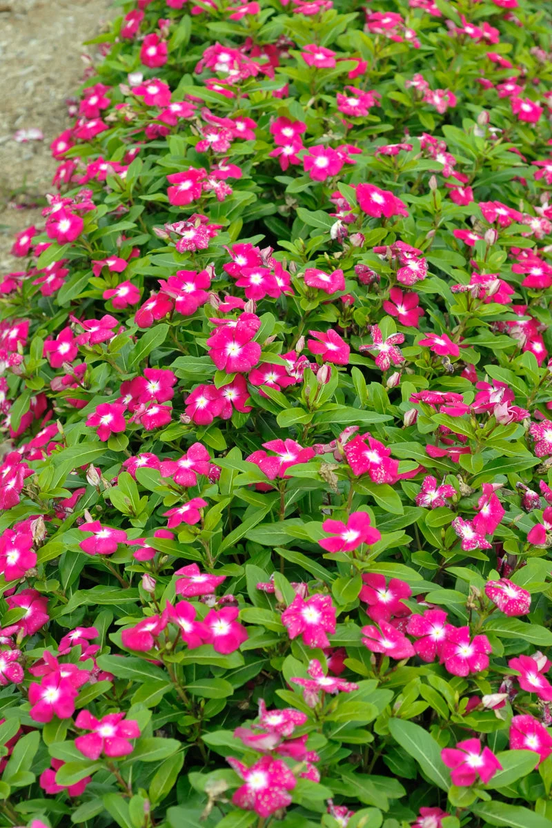 Vinca, Cora Magenta Halo - Image 2