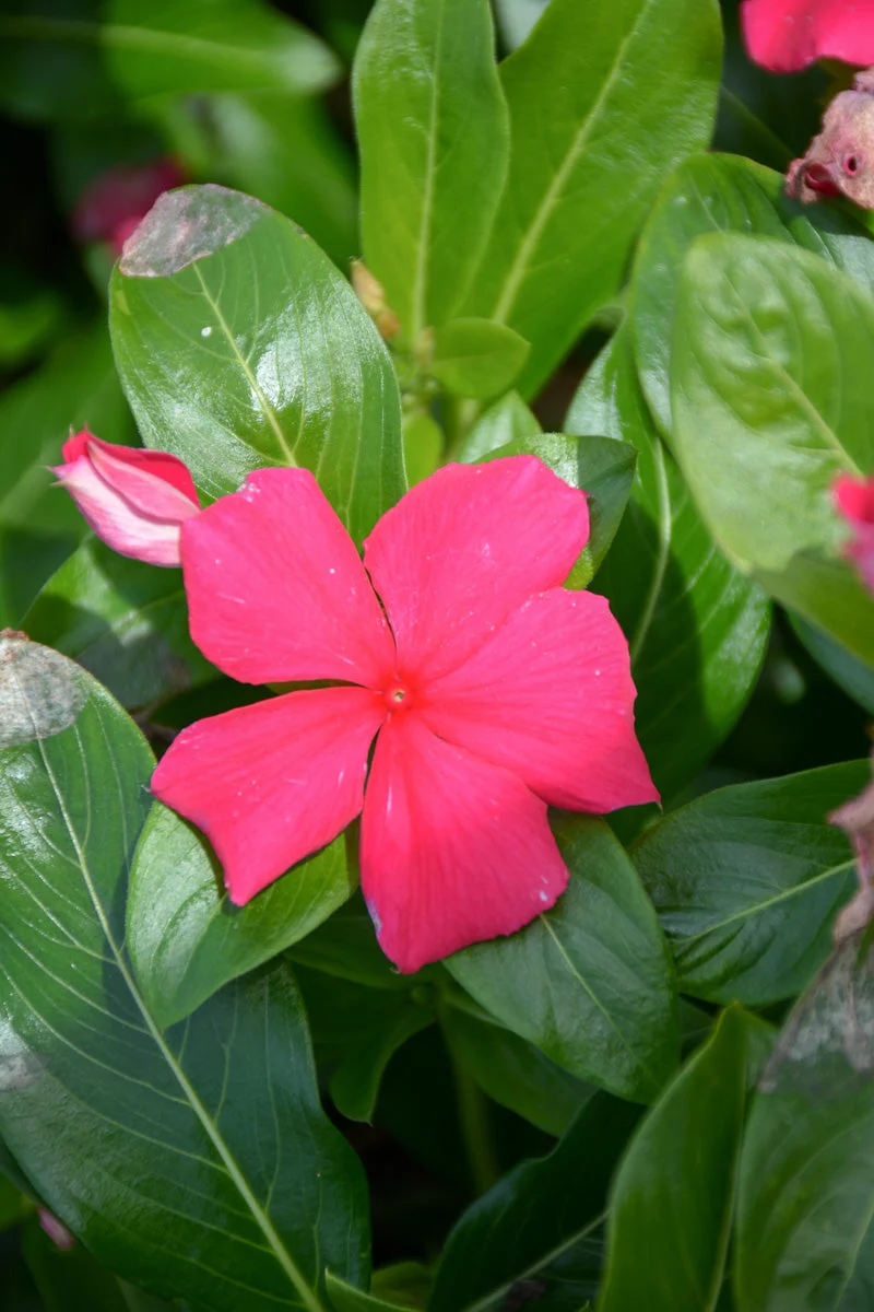 Vinca Flowering Cora Punch - Image 2
