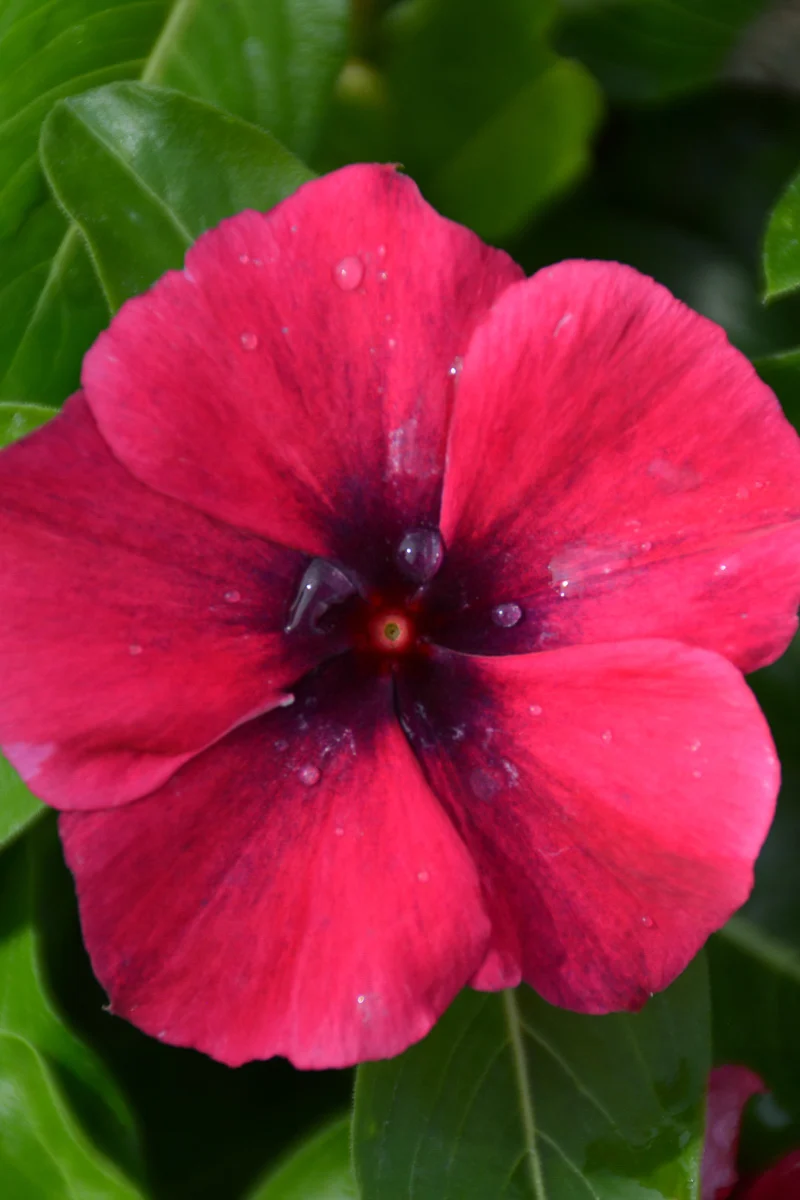 Vinca, Tattoo Black Cherry