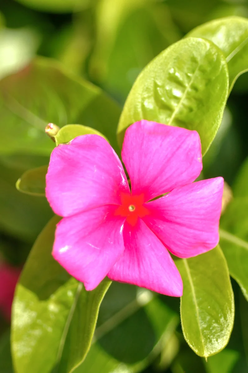 Vinca, Xp Punch
