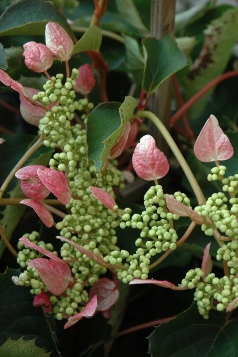 Vine, Hydrangea Japanese Roseum