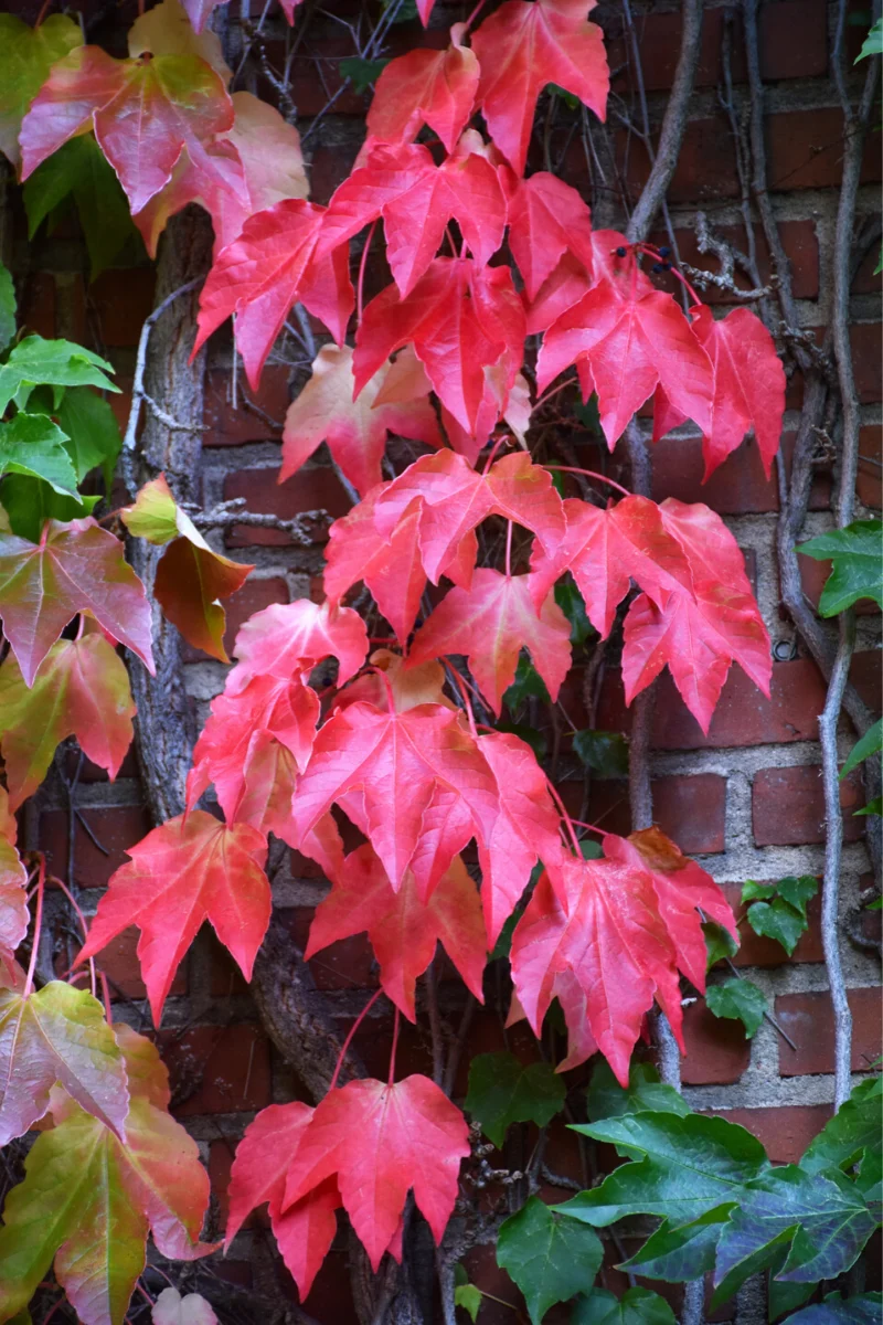 Vine, Ivy Boston