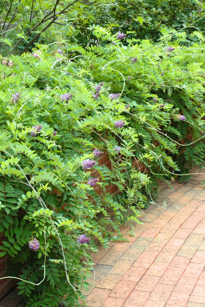 Vine, Wisteria Amethyst Falls