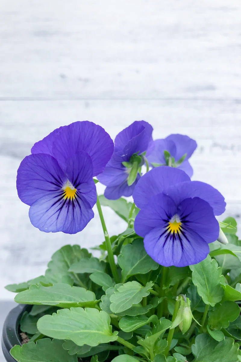 Viola, ColorMax Blue Jeans 4"