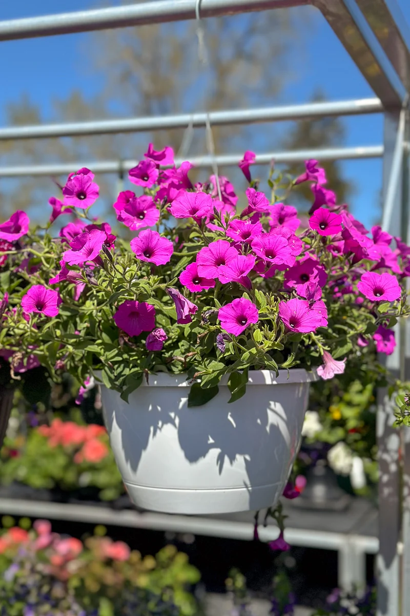 Vista Jazzberry Supertunia, Mono, Hanging Basket