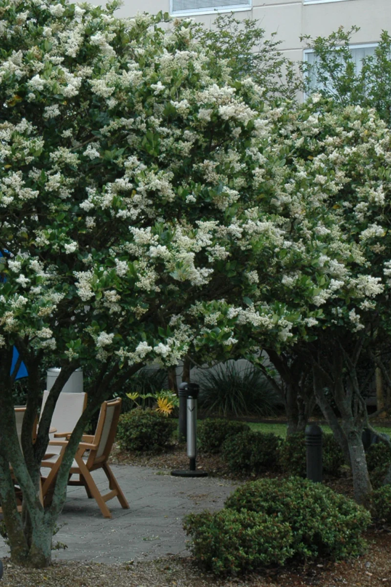 Waxleaf Ligustrum - Image 2