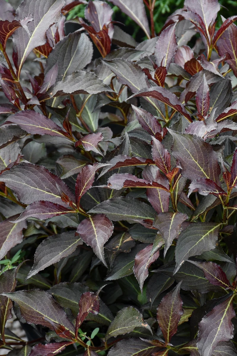 Weigela Electric Love - Image 2