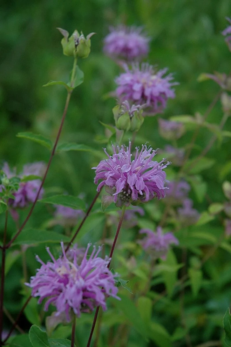 Wild Bergamot