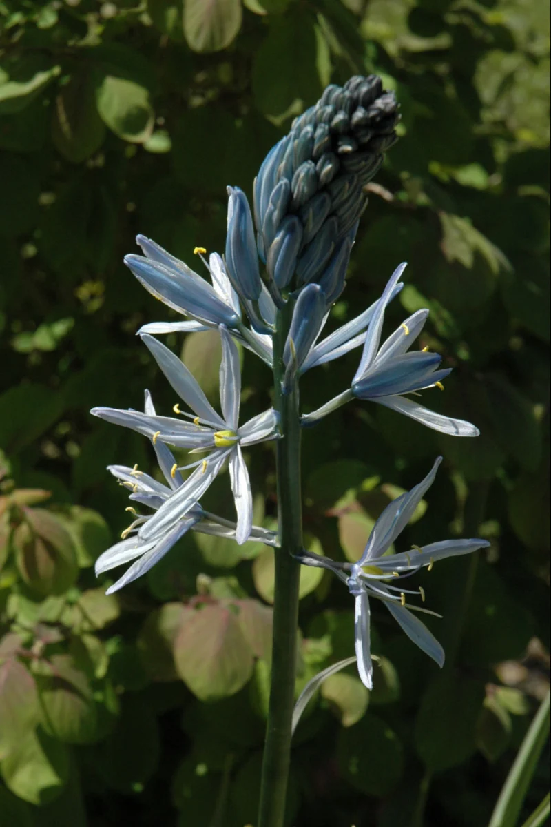 Wild Hyacinth