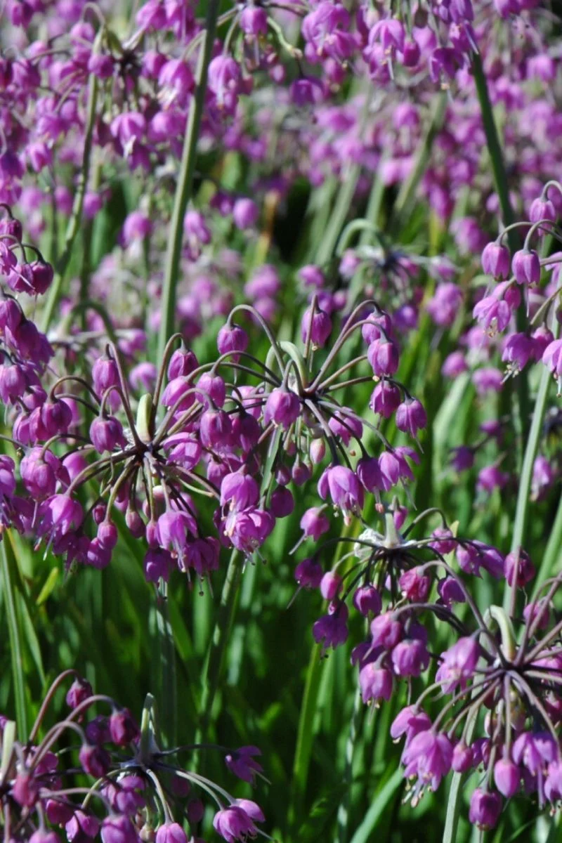 Wild Onion, Nodding