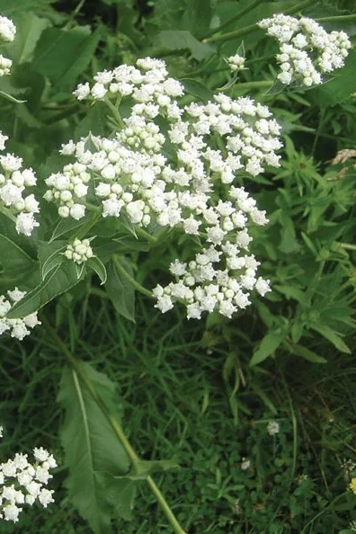 Wild Quinine