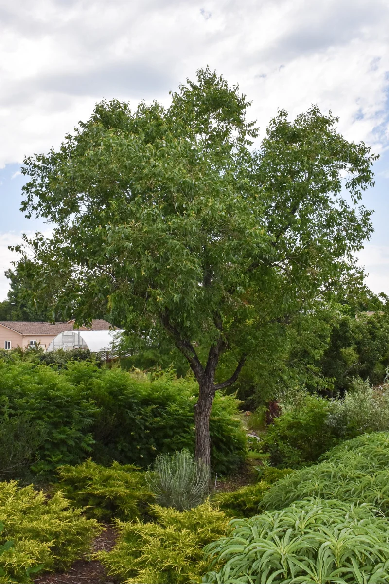 Willow, (native) Peach-Leaf