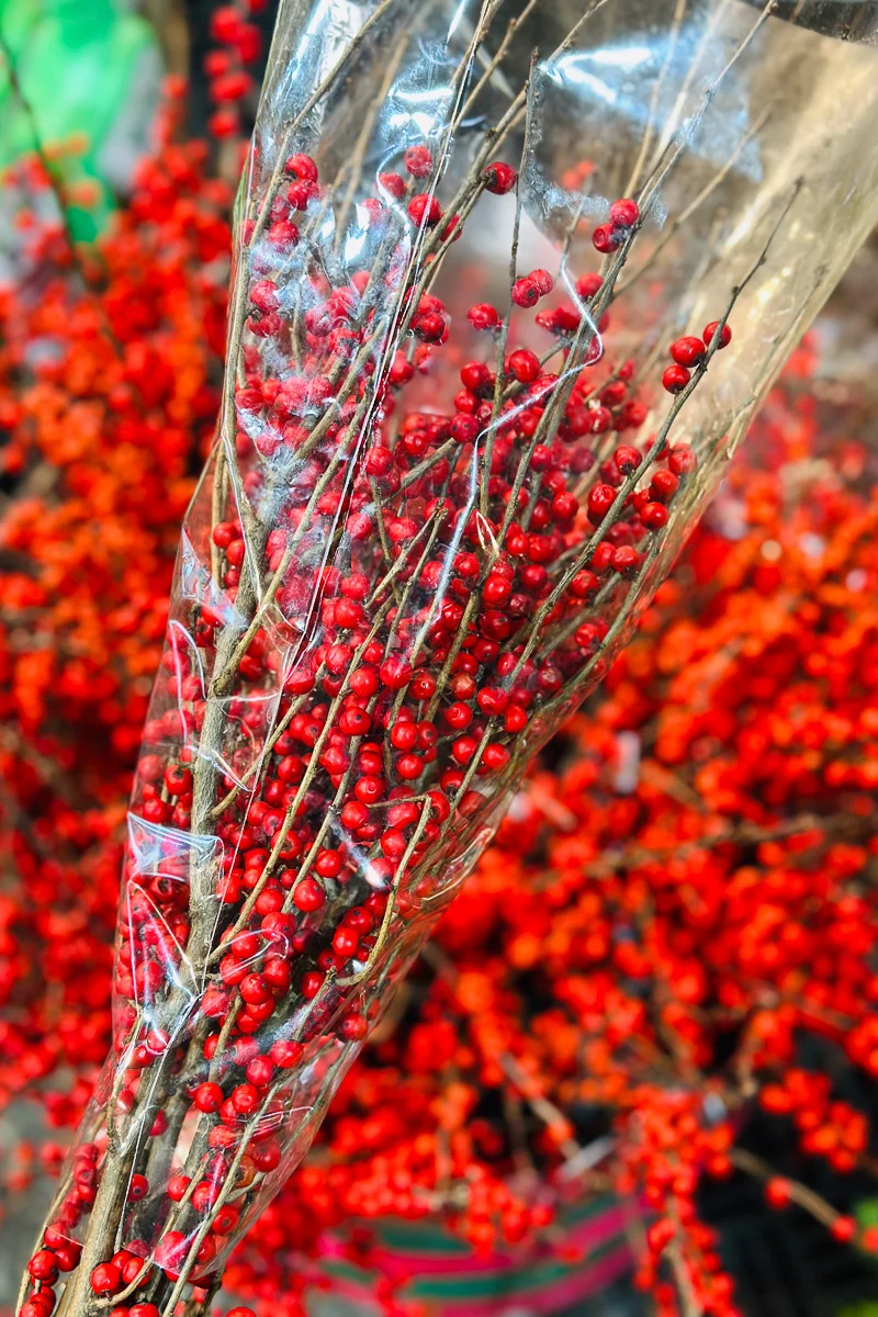 Winterberry, Premium Medium 24"-30" - Image 2