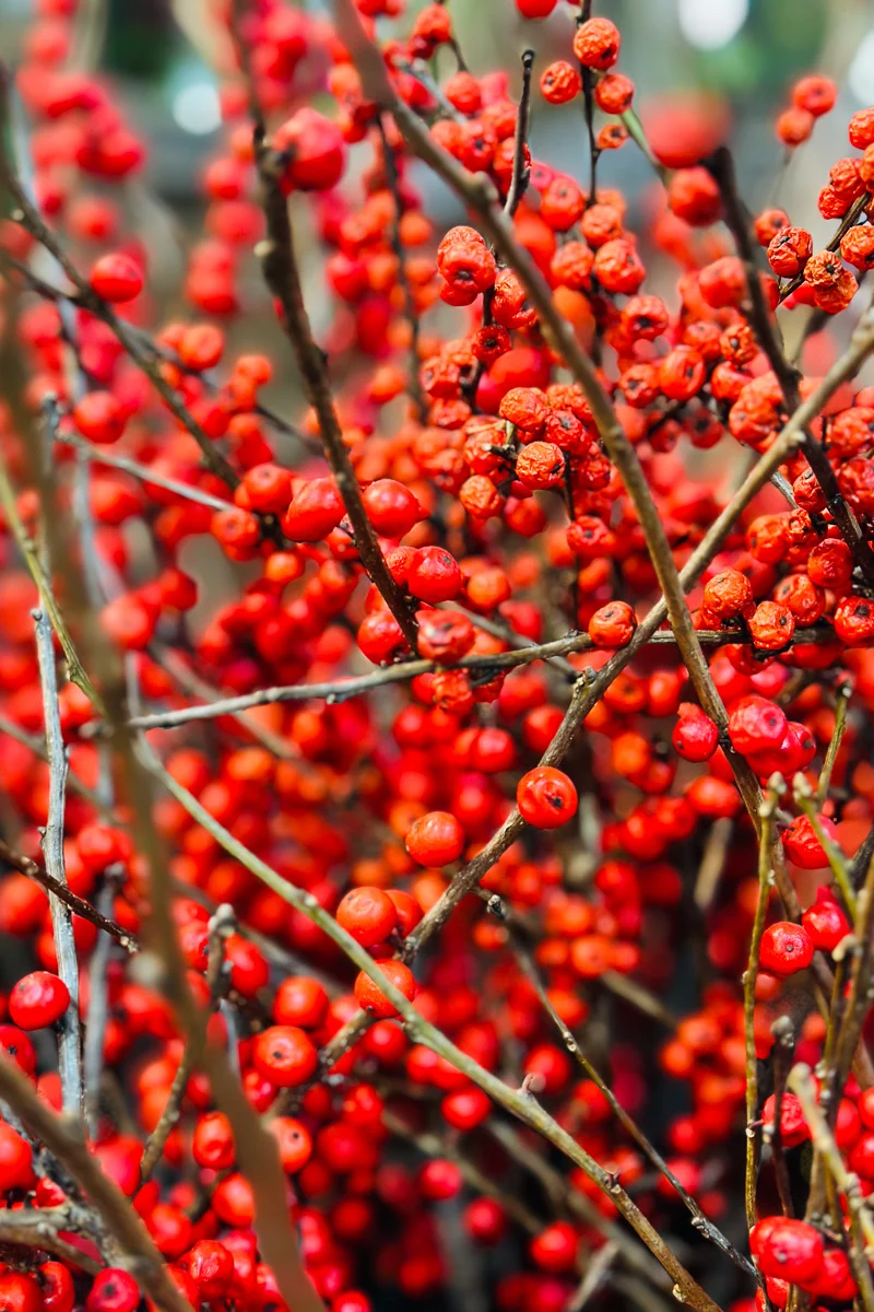 Winterberry, Premium Medium 24"-30" - Image 3
