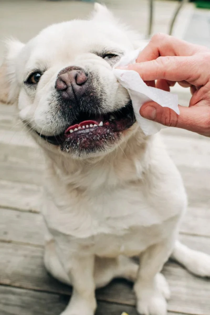 Earthbath Hypoallergenic Eye Wipes - Image 2