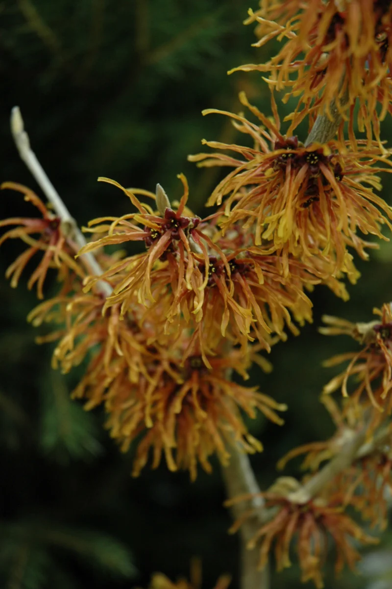 Witch Hazel, Jelena