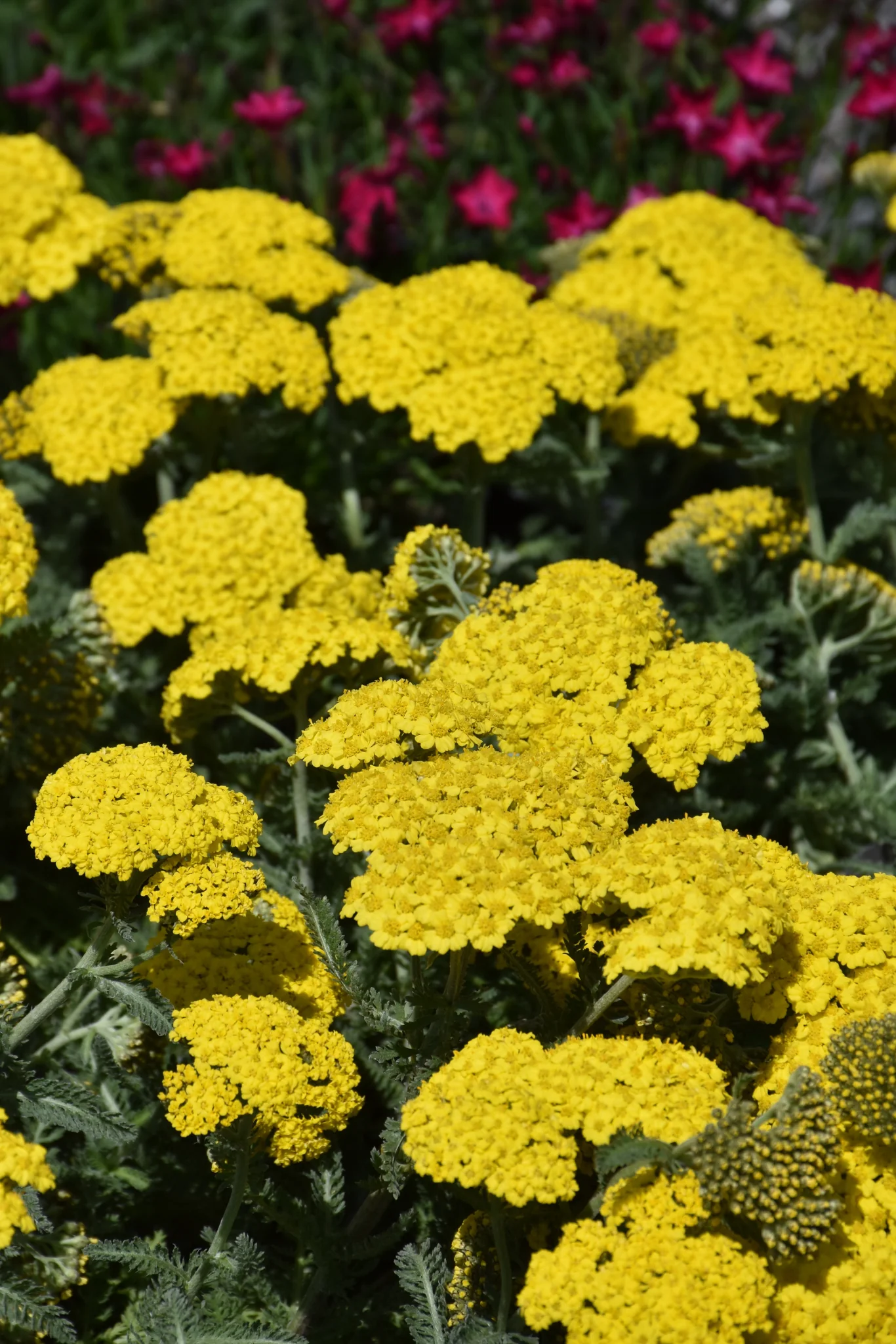 Yarrow, Little Moonshine