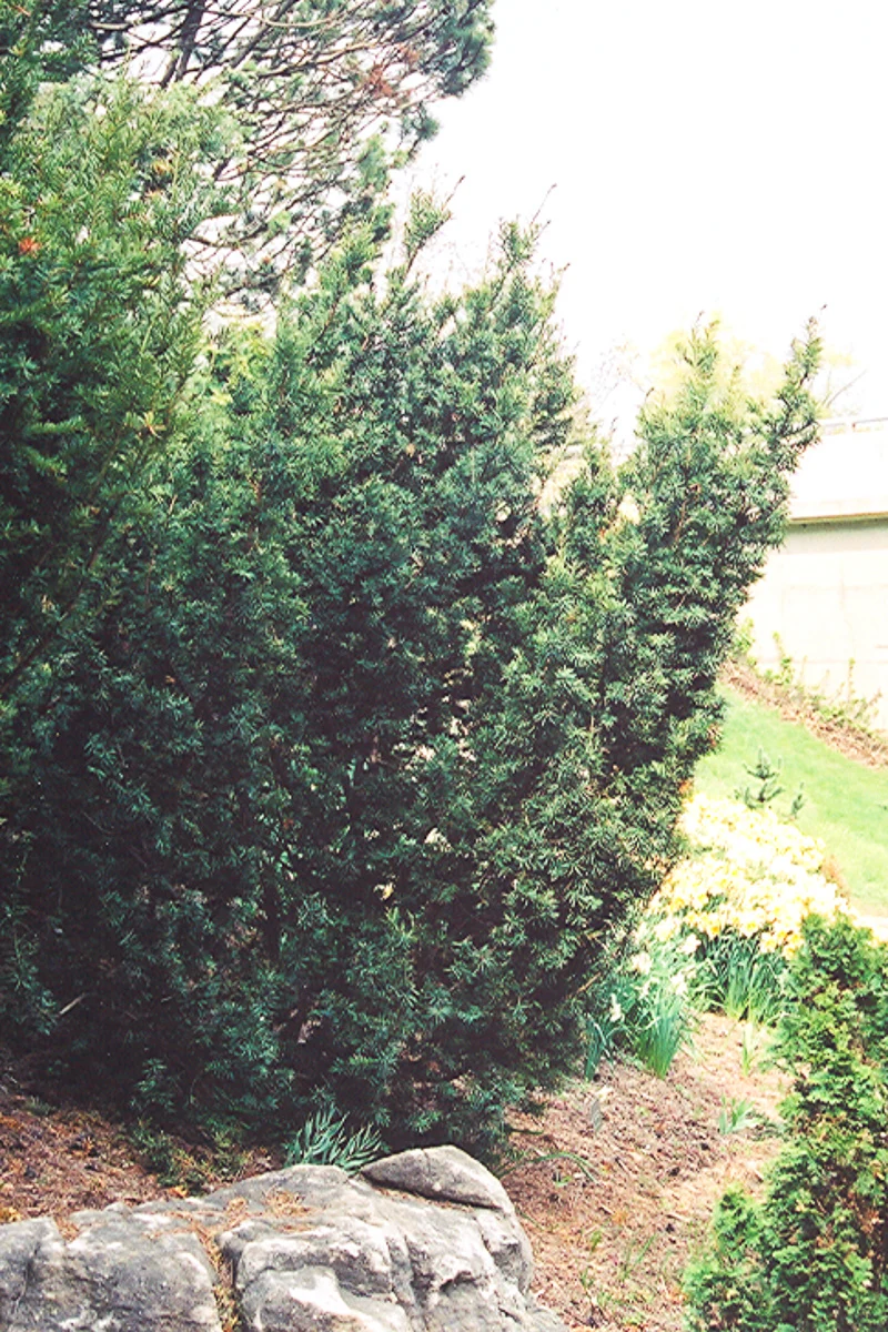 Yew, Captain