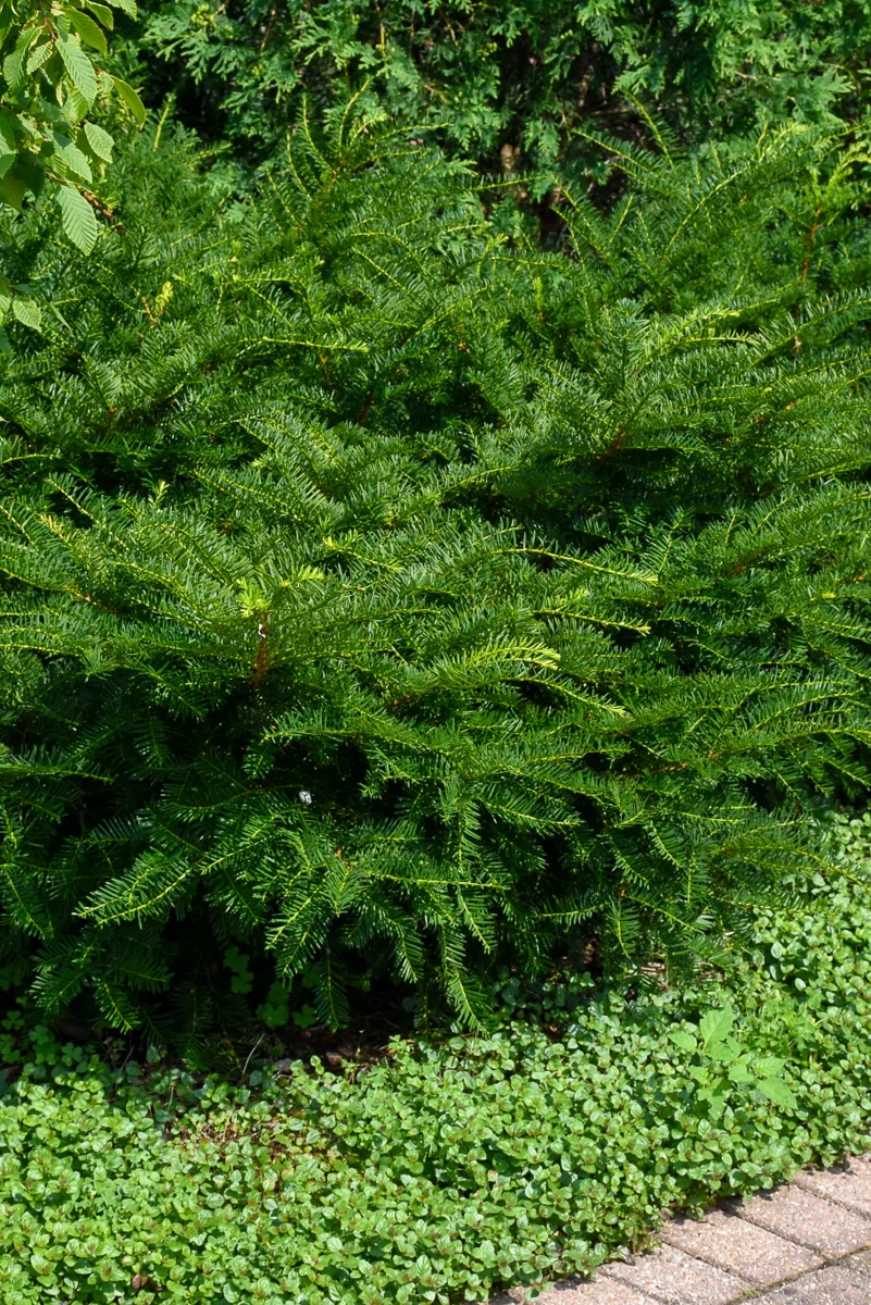 Yew, Green Wave - Image 2