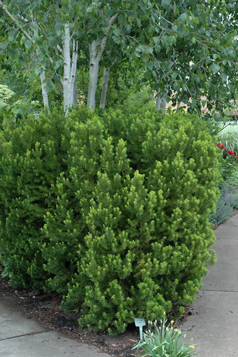 Yew, Hick's - Image 2