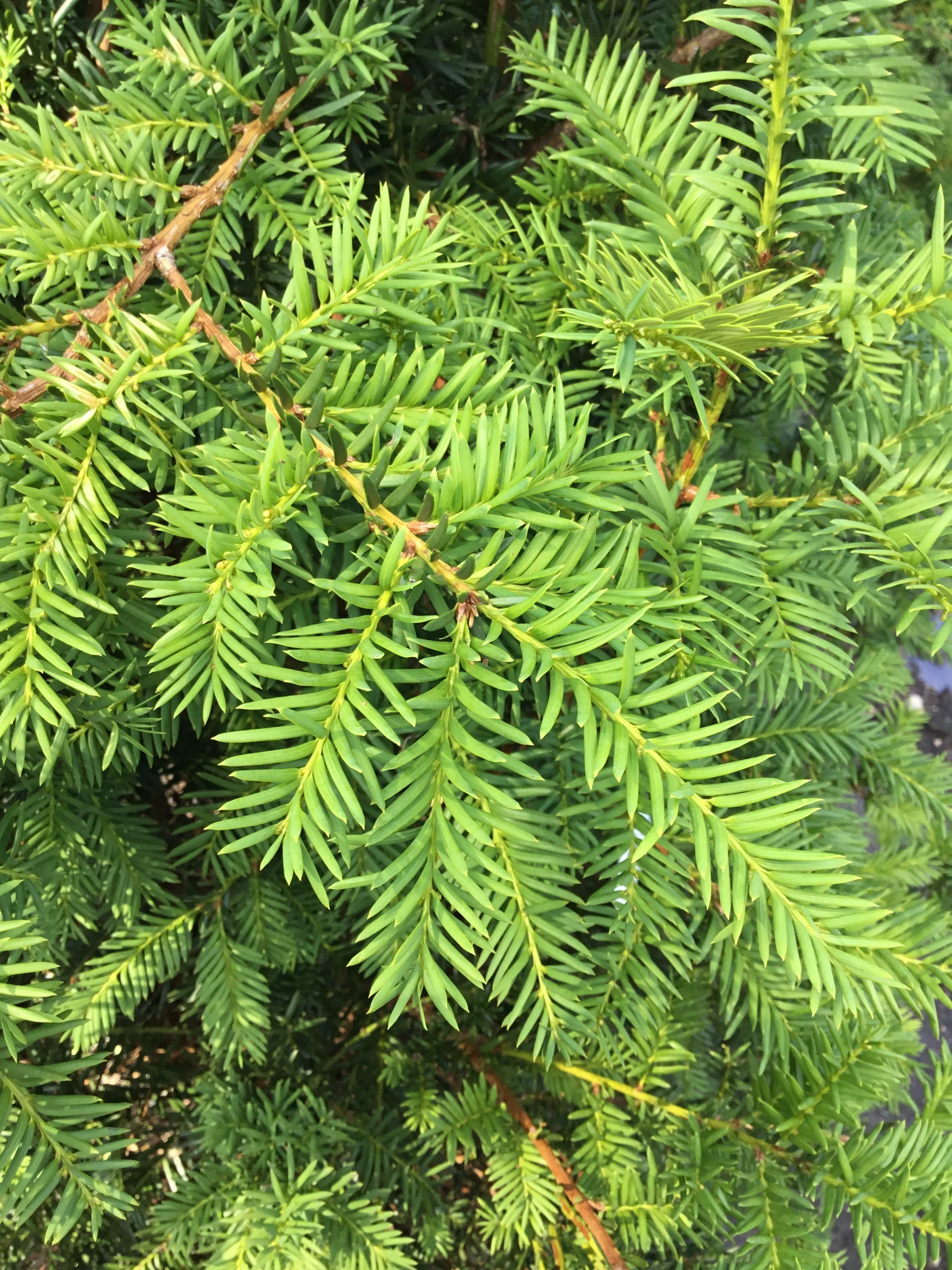 Yew, Loose Upright - Image 2