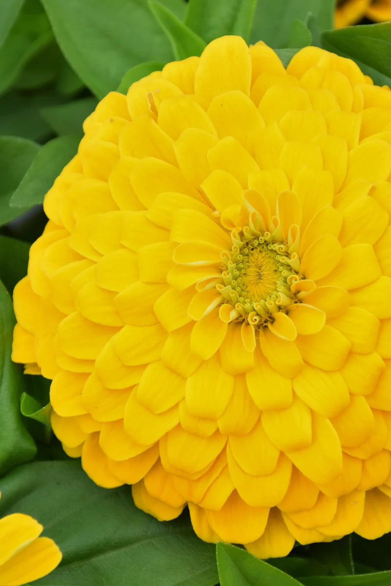 Zinnia, Dwarf Yellow - Image 2