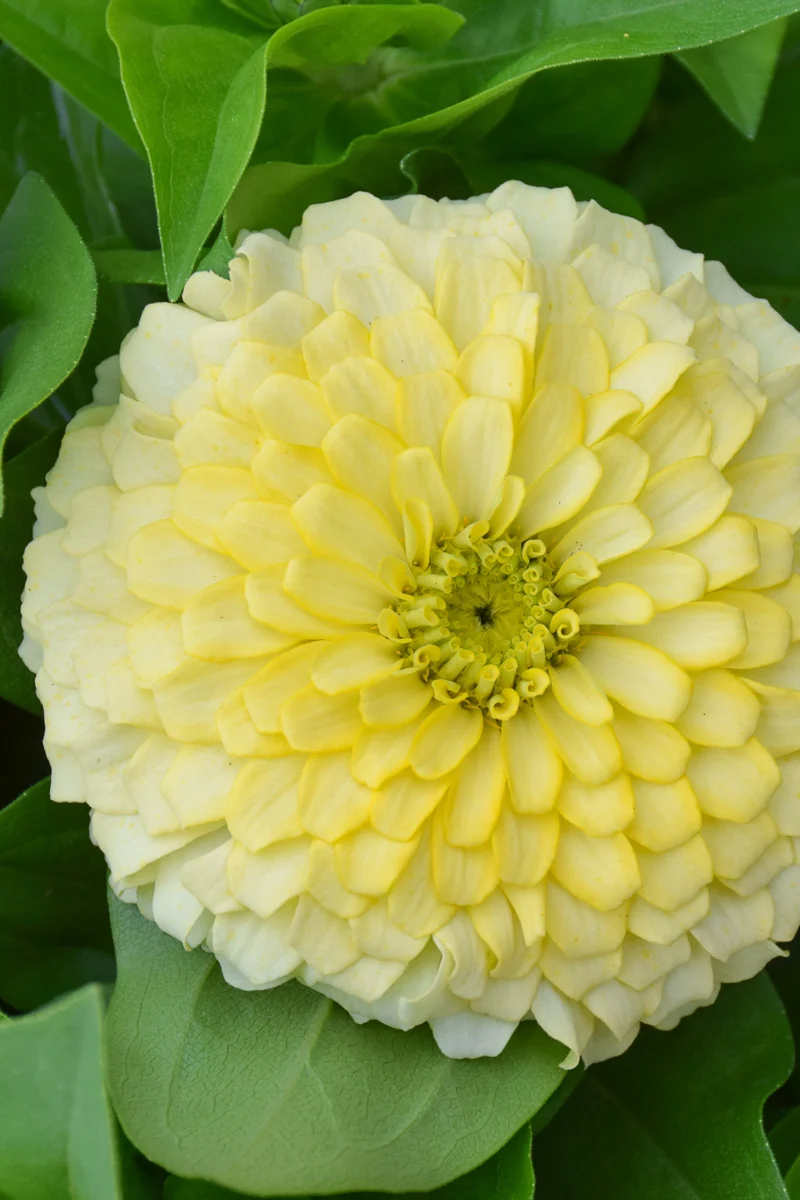 Zinnia, Magellan Ivory - Image 2