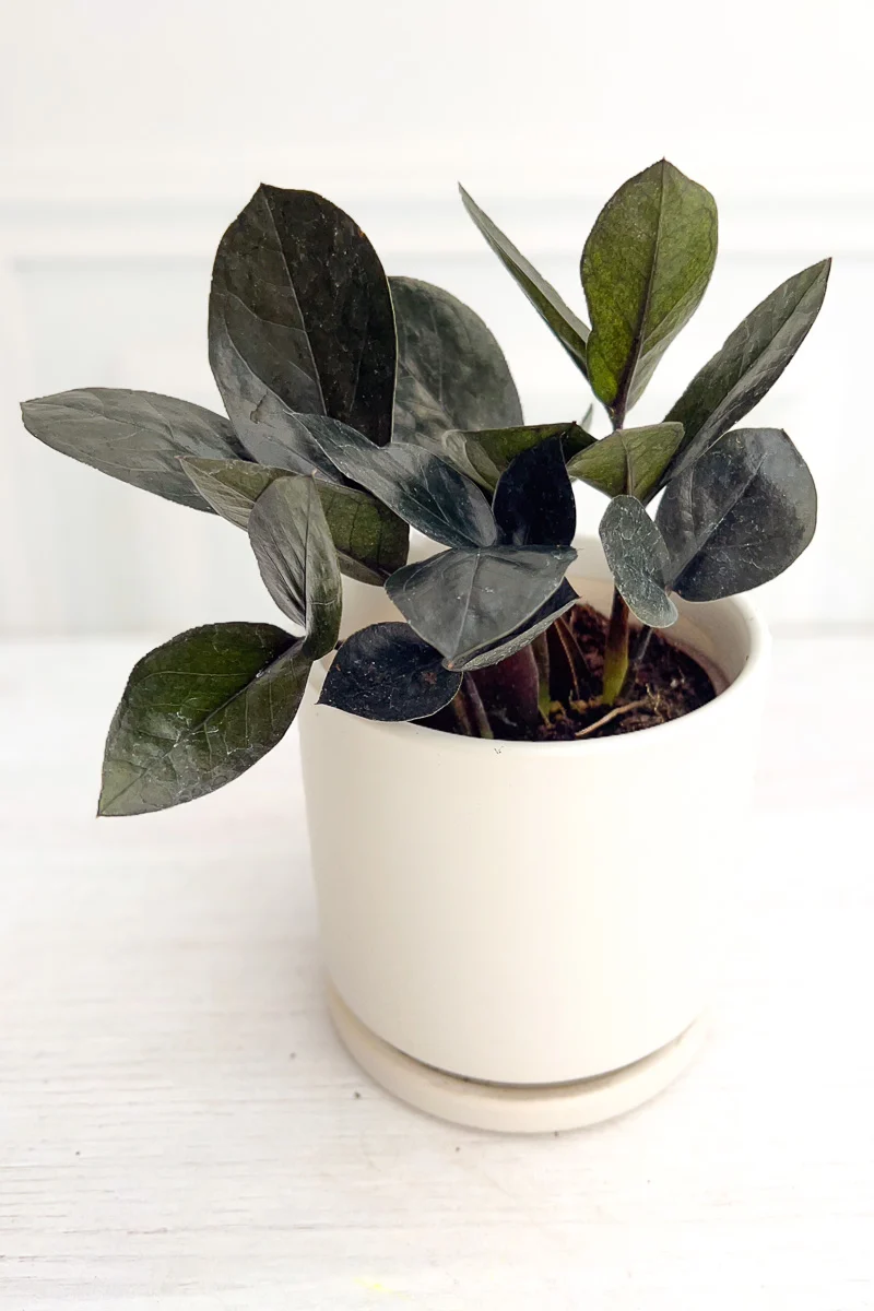 ZZ Plant, Black Raven 4"